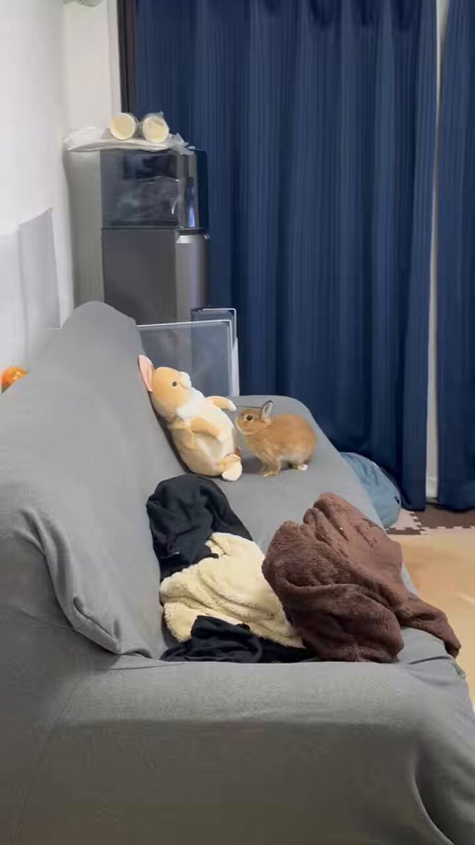 うさぎのマロン (@0610marron) / Posts / X