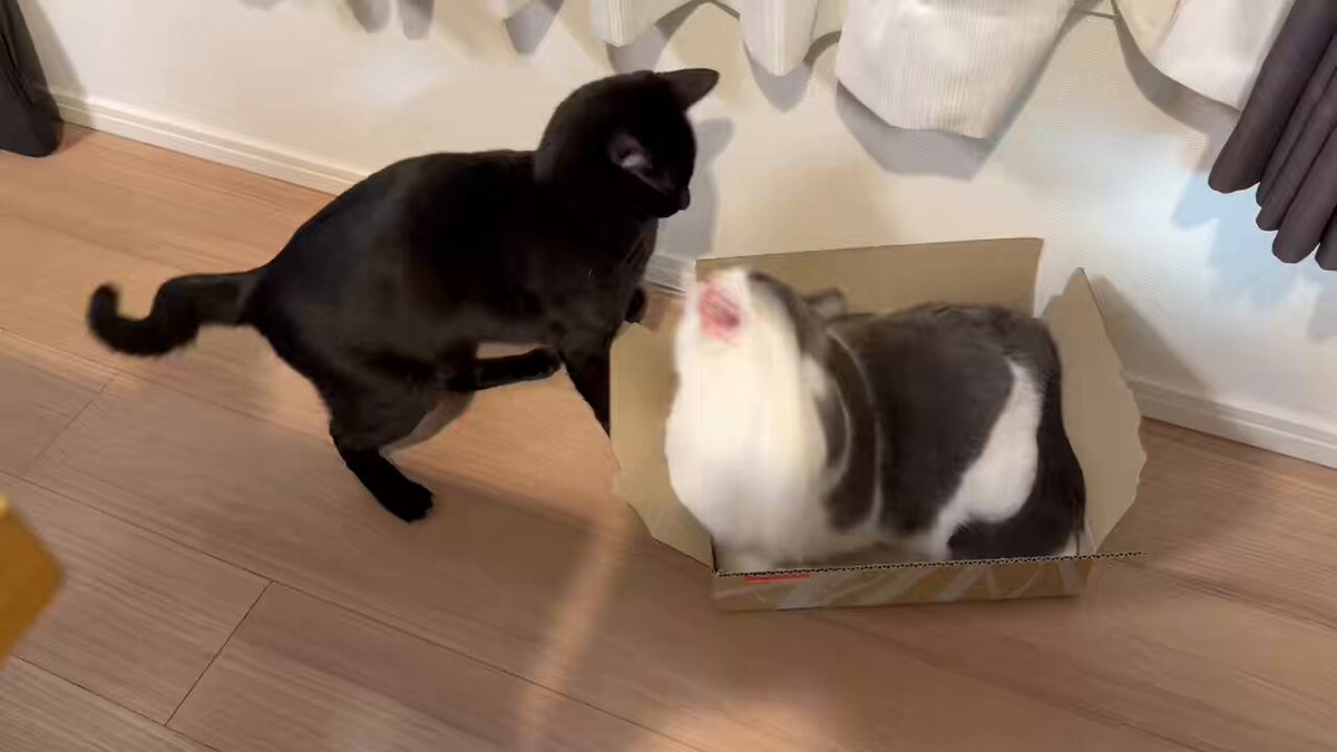 ねむねこ (@chocolatbiscuiN) / Posts / X