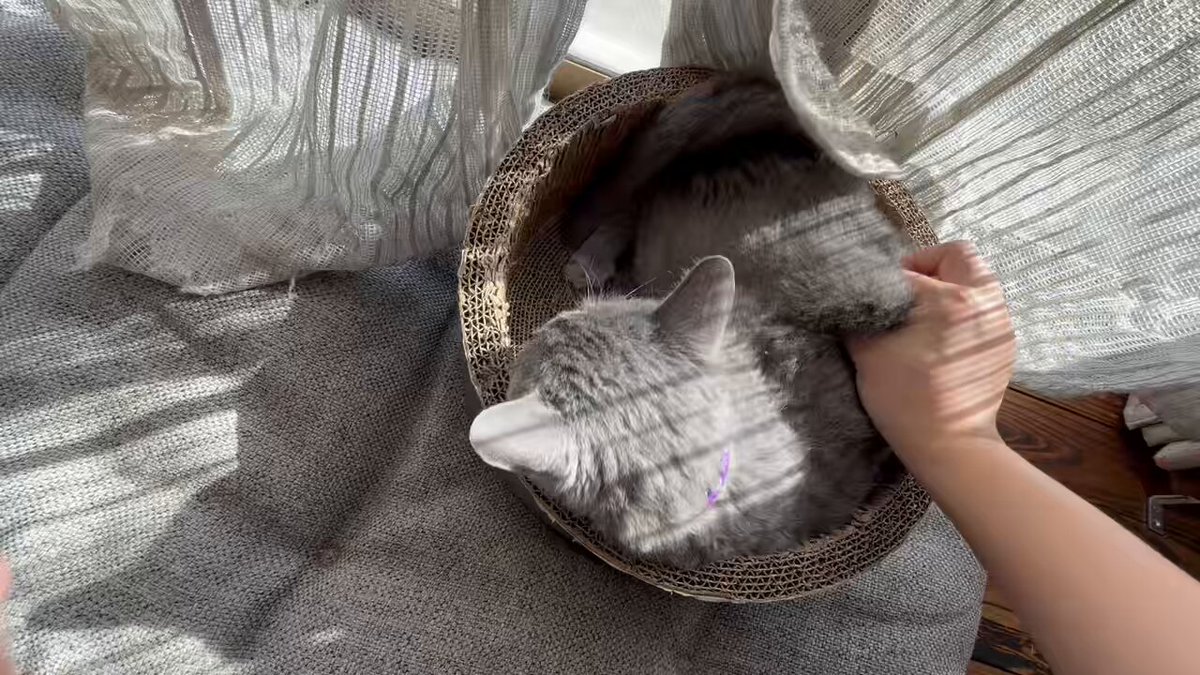 ねこちあ (@Purp1eKey) / Posts / X