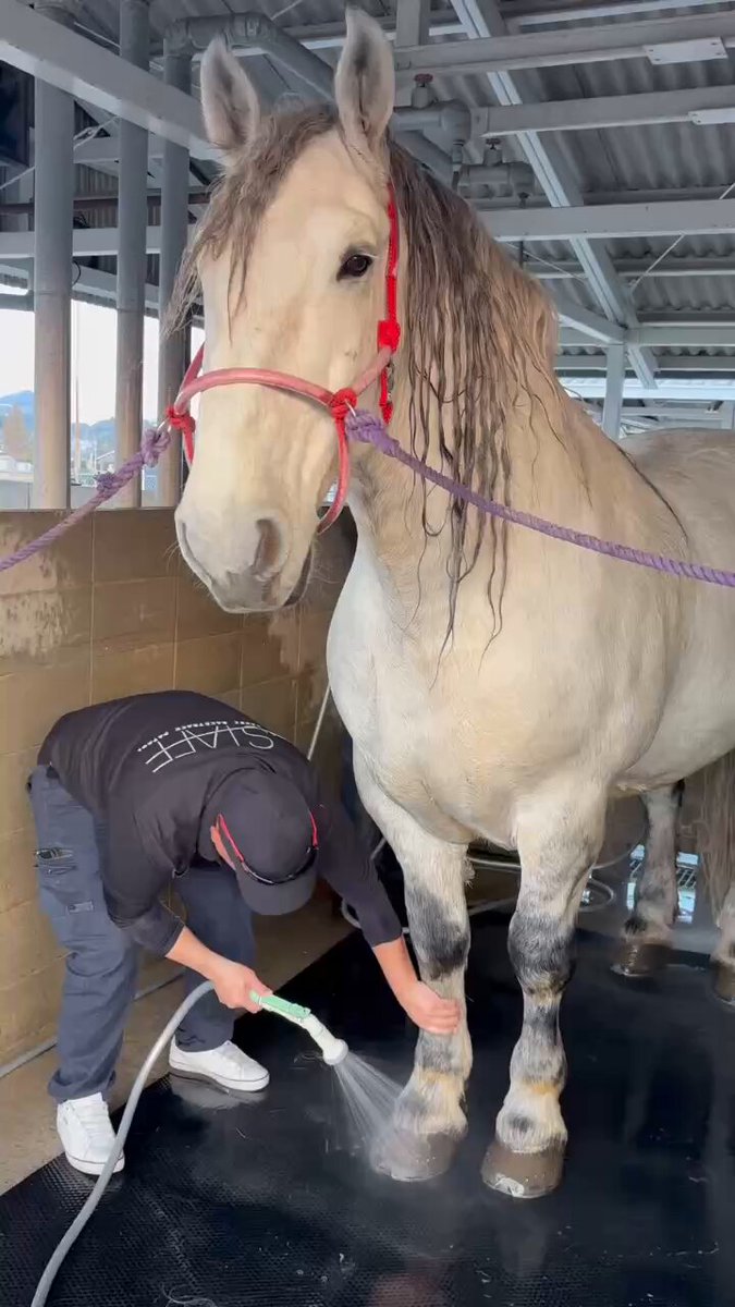 ぴーちゃんページ ぴーちゃん ＊プロフィールをご覧下さい様 専用 【公式通販】