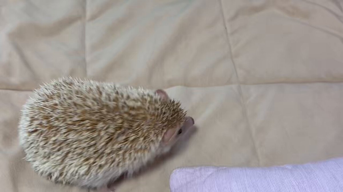 部屋んぽ🦔🐾🐾 #ハリネズミ