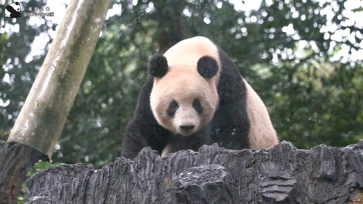 お陰様で、今週のシャンシャンもあっという間に終了致しました
