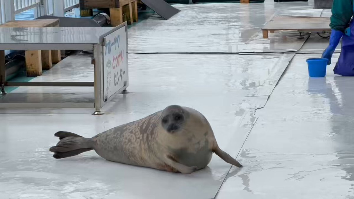 にゃんた (@nyanta_m8) / Posts / X