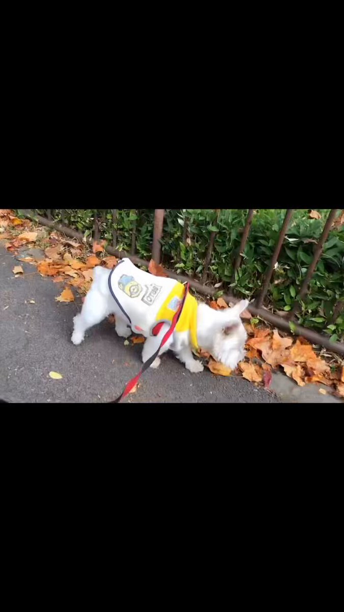 ちーちゃんですけどもっ第2巻発売中です❗️ (@ymc_cheezu) / Posts / X