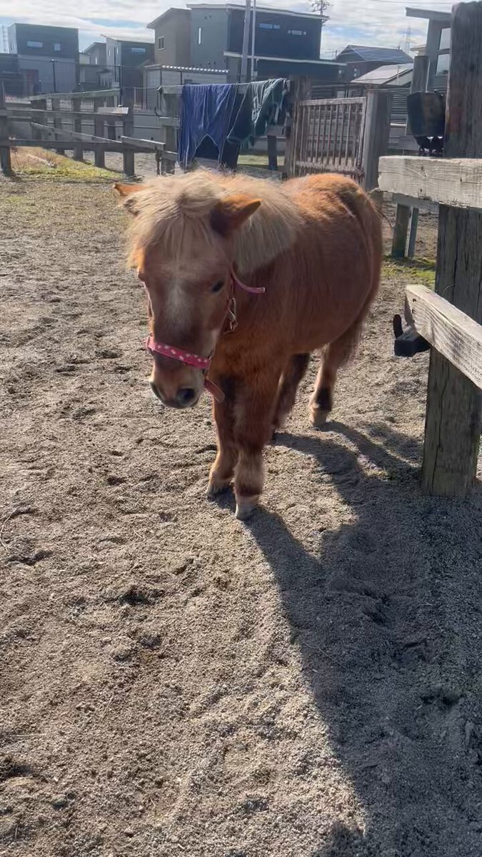 ピコちゃん様確認用 SEGA - 値引き✨pico本体+あかちゃんピコ👶🏻ྀི直接引取り限定‼️の