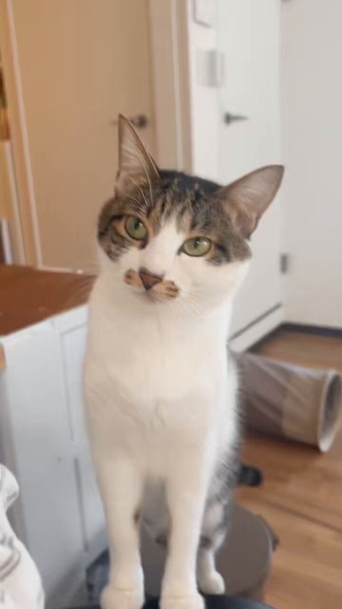 芙蓉 🐾 (@huya38628) / Posts / X