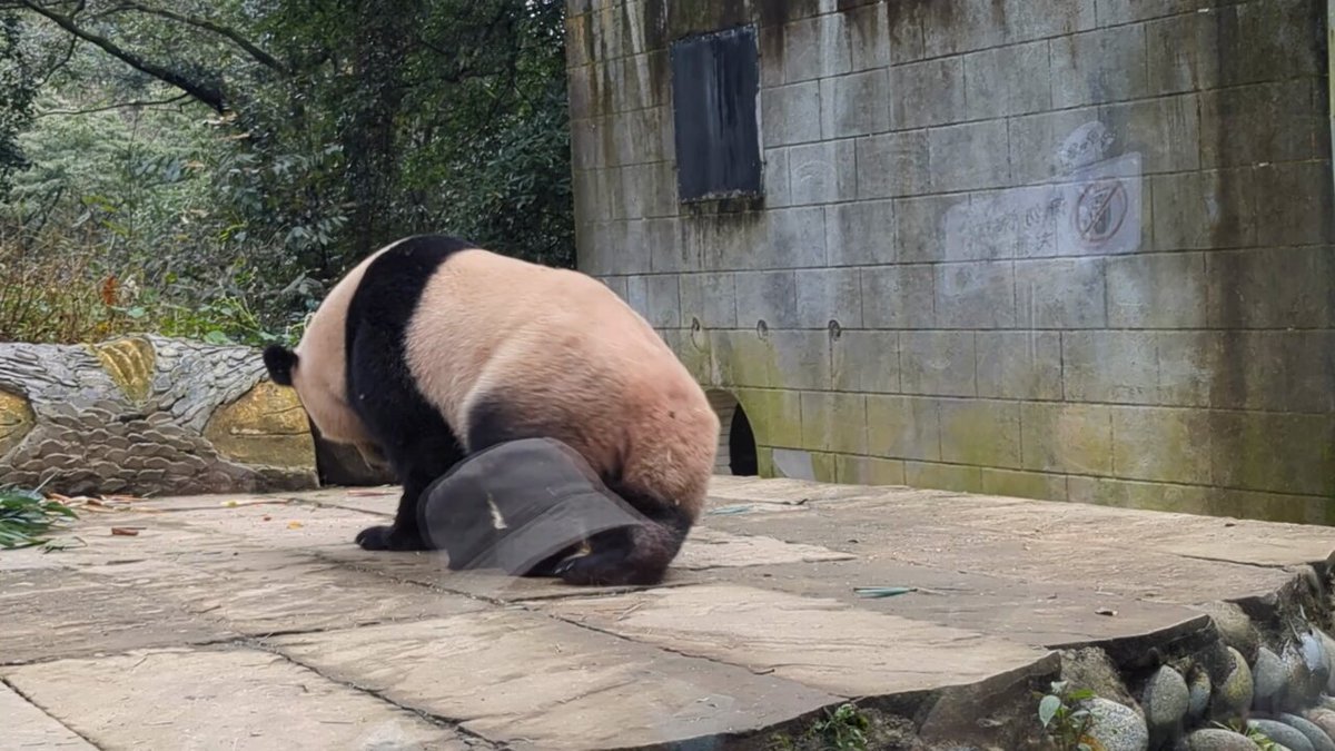 ひー (@heepan219) / Posts / X