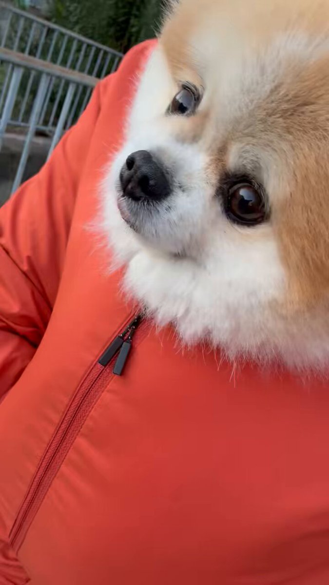 Riki Papa (@RikiPapa12) / Posts / X