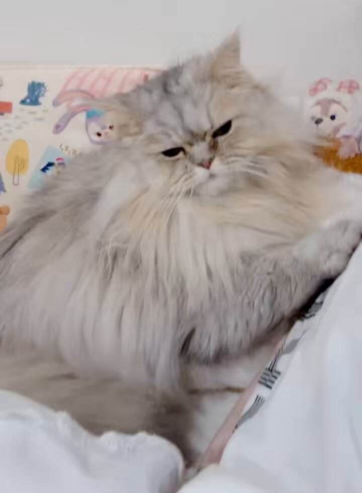 🐾mako🐾 (@toma0316) / Posts / X