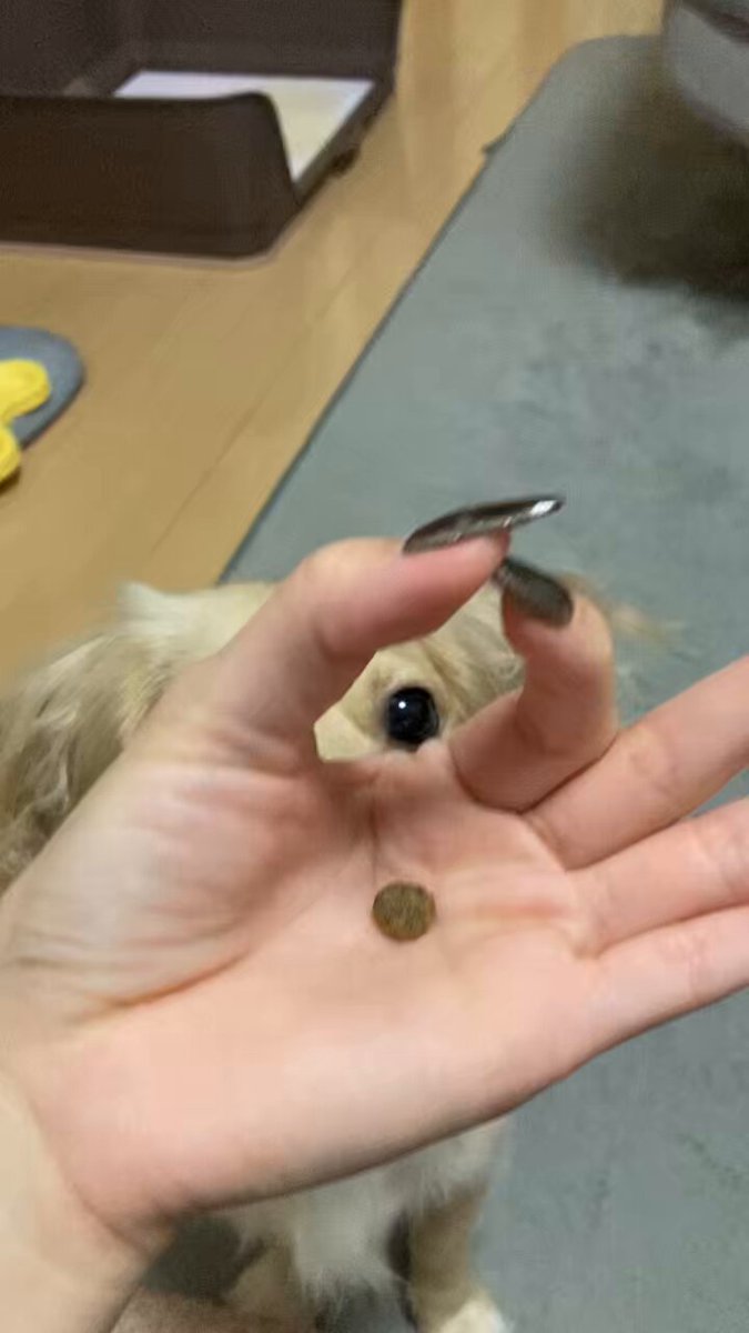 ぱんちゃんページです♡ ぱんちゃん 璃奈😈⚡️ (@panchanrina) / Posts / X