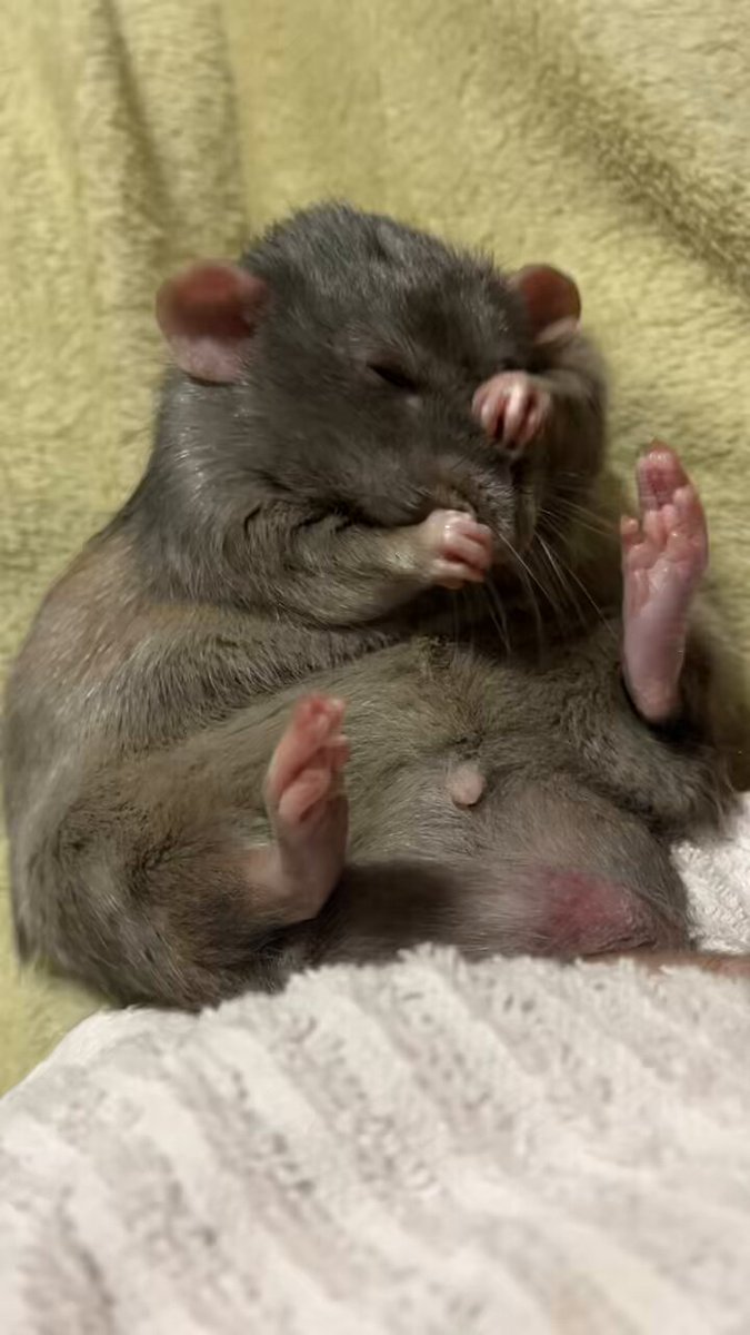 ♥鼠ちゃんとボロくたにゃん♥(*´艸｀*)里親様募集♥(*´艸｀*)ネズミ❤️ ♥鼠ちゃんとボロくたにゃん♥(*´艸｀*)里親様募集♥(*