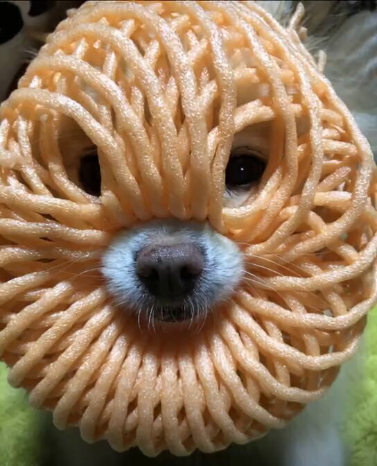 ポメころびページです＊ ポメのハッピー (@CvURT4VB0FlXs6B) / Posts / X