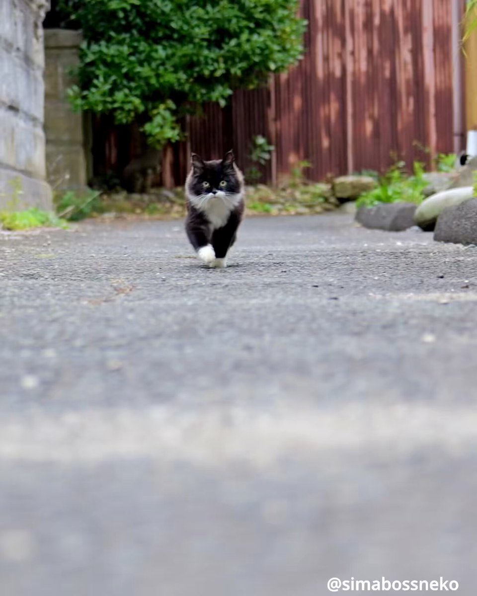 simabossneko 写真集「島にゃんこ」発売中 (@simabossneko) / Posts / X