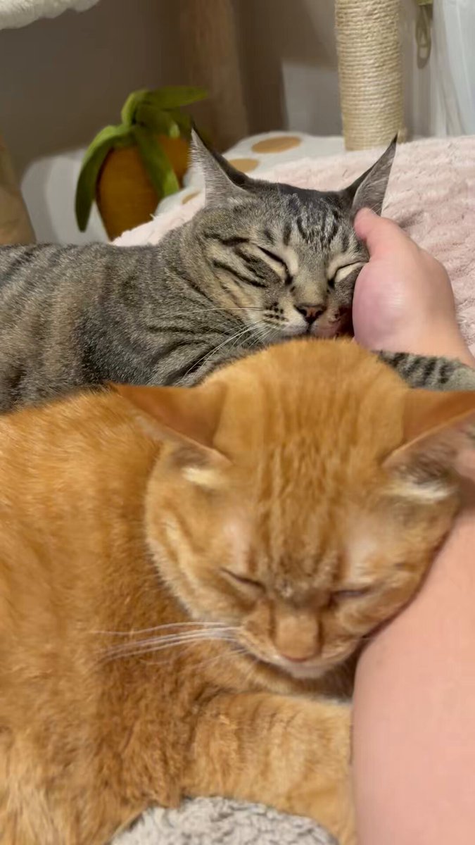 にゃんず様♥️ 嗚呼、素晴らしきニャン生 / ワンダーランズ×ショウタイム × 鏡音レン