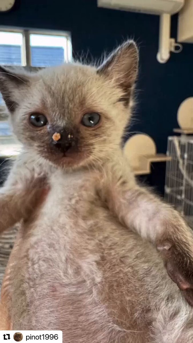 ♥鼠ちゃんとボロくたにゃん♥(*´艸｀*)里親様募集♥(*´艸｀*)ネズミ❤️ ♥鼠ちゃんとボロくたにゃん♥(*´艸｀*)里親様募集♥(*