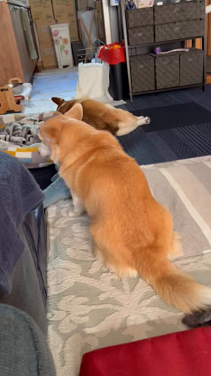 ルーちゃんママ (@tu_qwl) / Posts / X