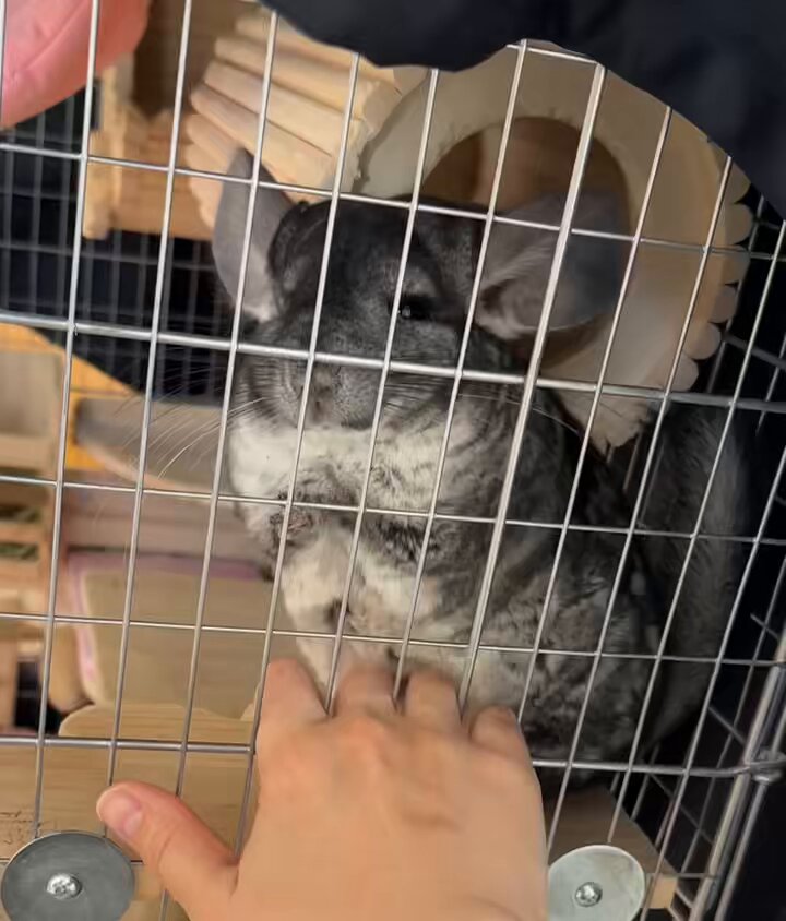 ⭐︎ にこ　⭐︎ Z/X -Zillions of enemy X- iDOL SPECiAL SiTUATiON CD 「MiRAGE