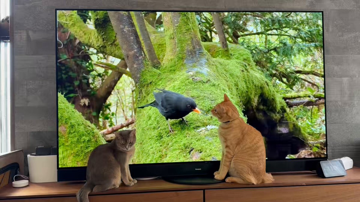 ぬこー様ちゃん@ロードバイク狂 (@nukosama) / Posts and Replies / X