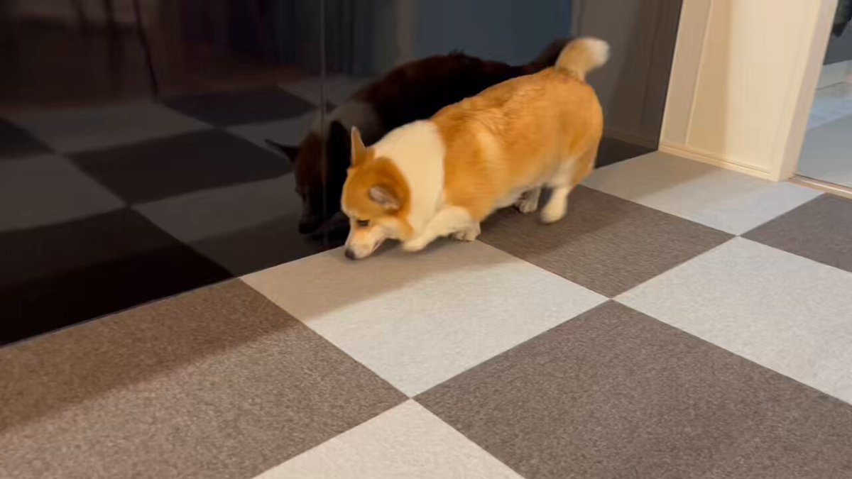 ぷーちゃん (@puurin117) / Posts / X