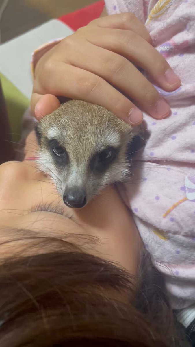 みーやきゃっと Bath time and nail clipping. Even though they're meerkats, they