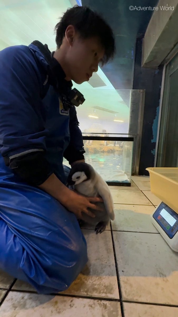 五十鈴 (@isuzuzusi) / Posts / X