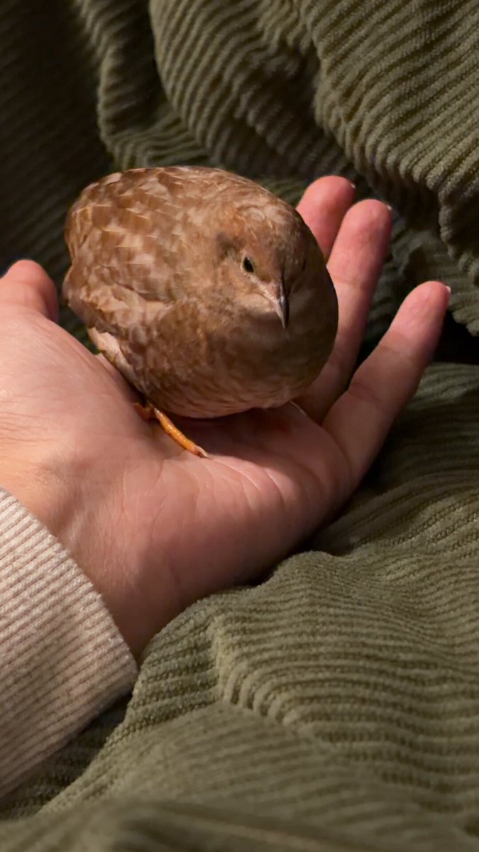 うずらちゃん 取り急ぎろぐいんっ！まってまーす♡♡