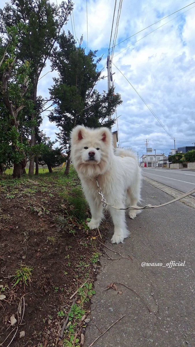 わさお ページ わさお公式 (@WASAO_official) / Posts / X