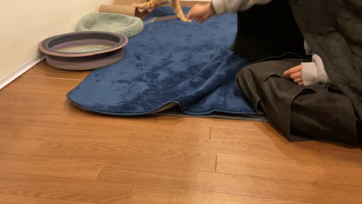 追加あり　追加検討中 にゃんたさん専用 にゃんとしても研ぎたい 14枚組 – 株式会社シービージャパン CB JAPAN