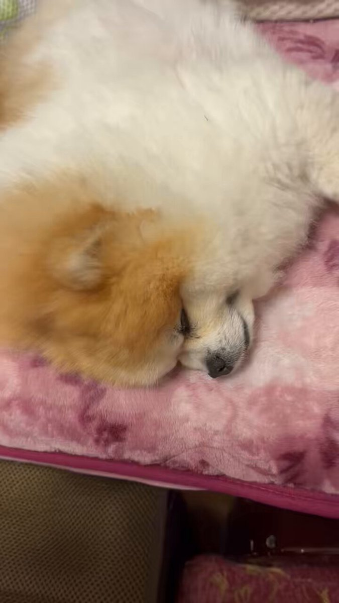 Rikiちゃん LICCA Cuppy Ramune Daisuki LICCA | Dolls | Limited editions and