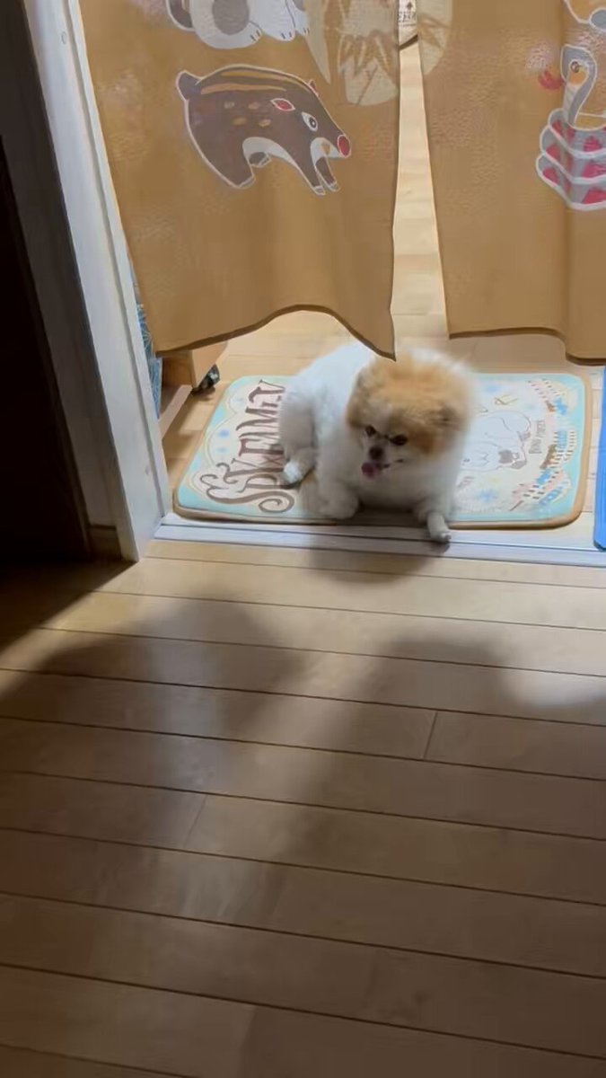 Riki Papa (@RikiPapa12) / Posts / X