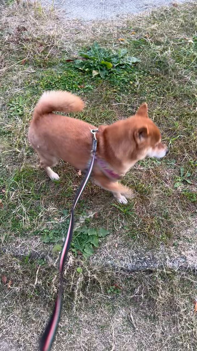 Hiromi☆ページ 楽天市場】11月最大800円OFFクーポン 【特殊紙】ふじ 160kg(0.25mm