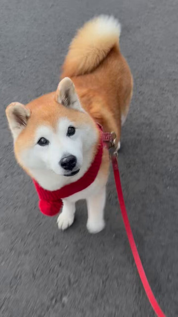 ⛩紫葉ちゃこ🐕🦜原稿 (@chaco3to) / Posts / X