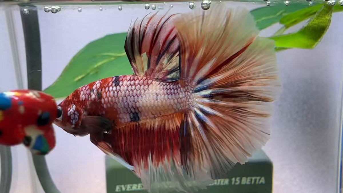 マリマリページ マリマリ (@marimari617) / Posts / X