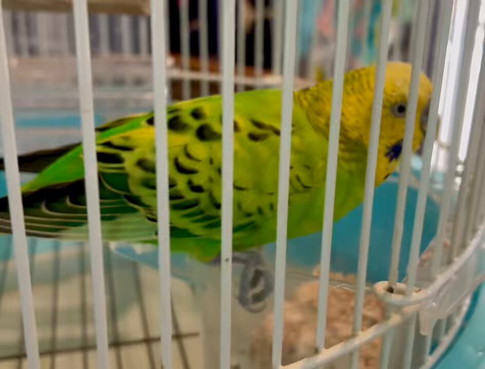 11/18(火) 少〜し肌寒い本日 ヒッソリOPEN中🍃 とりきち横丁様