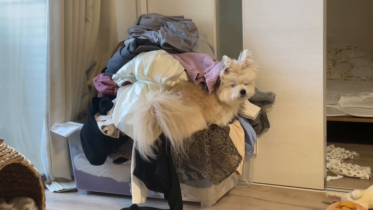 ぽんた「プロフ☆読んで下さい」 ぽんた (@p_190224) / Posts and Replies / X