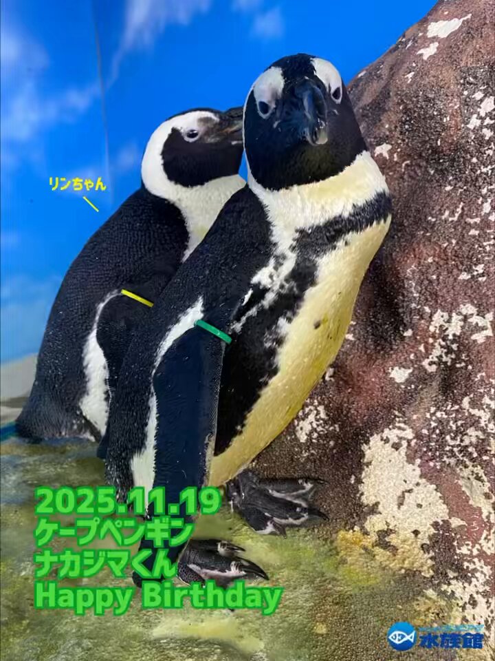 ペンギン 📢𝟮𝟬𝟮𝟱.𝟭𝟭.𝟭𝟵 𝗛𝗮𝗽𝗽𝘆 𝗕𝗶𝗿𝘁𝗵𝗱𝗮𝘆‼️ 本日は当館の