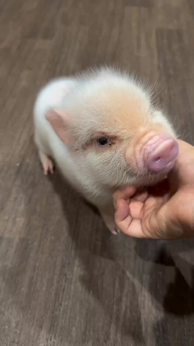 おかぴー(オカオカさん)🐖✨ (@okaoka0515) / Posts / X