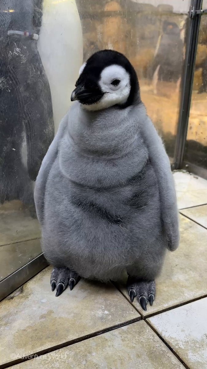 ペンギン様 Tomopen＠ペンペンまんが (@penguin259) / Posts / X