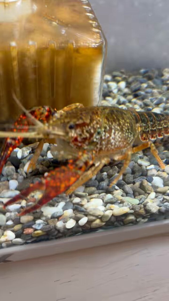 ザリガニページです。 ザリガニページです。