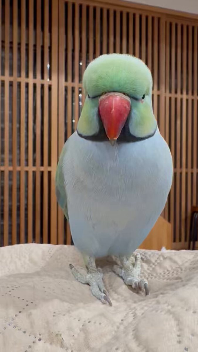 ひよこ豆@鳥豆堂【バードアスレチック・カクタスパーチ