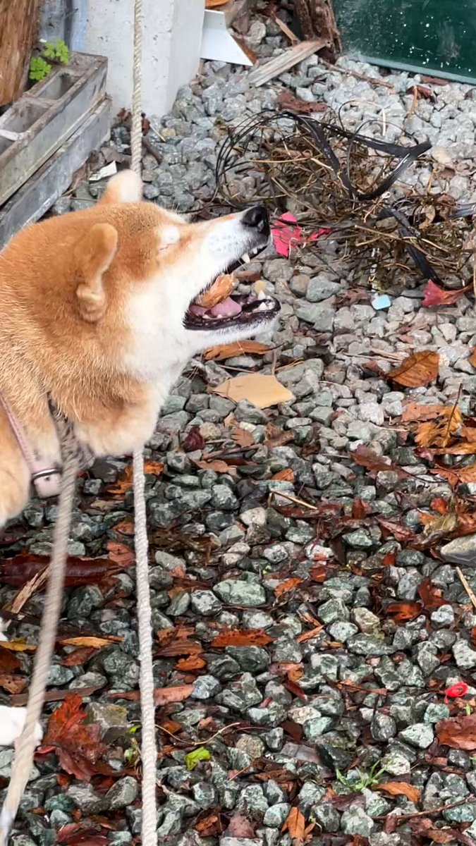 ティン柴 G鉄31COM on X