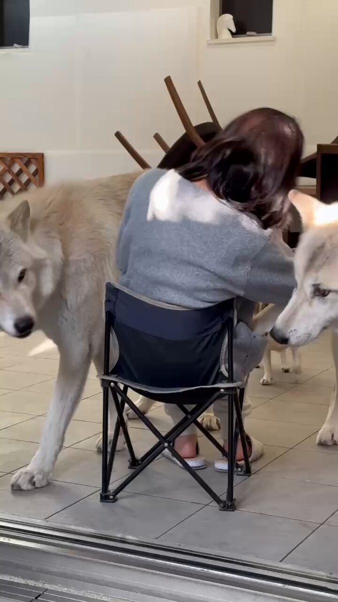 ナオちゃん@クンくん🐺 (@nao_kun_wolfdog) / Posts / X