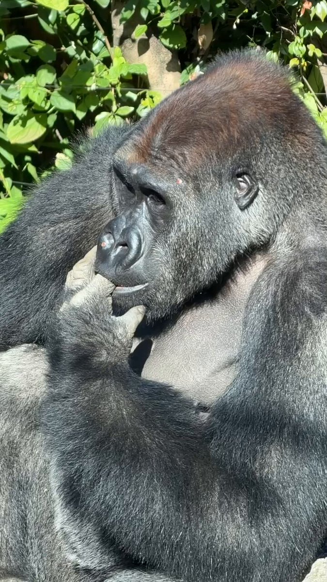 ゴリラララ (@sally_goritaro) / Posts / X