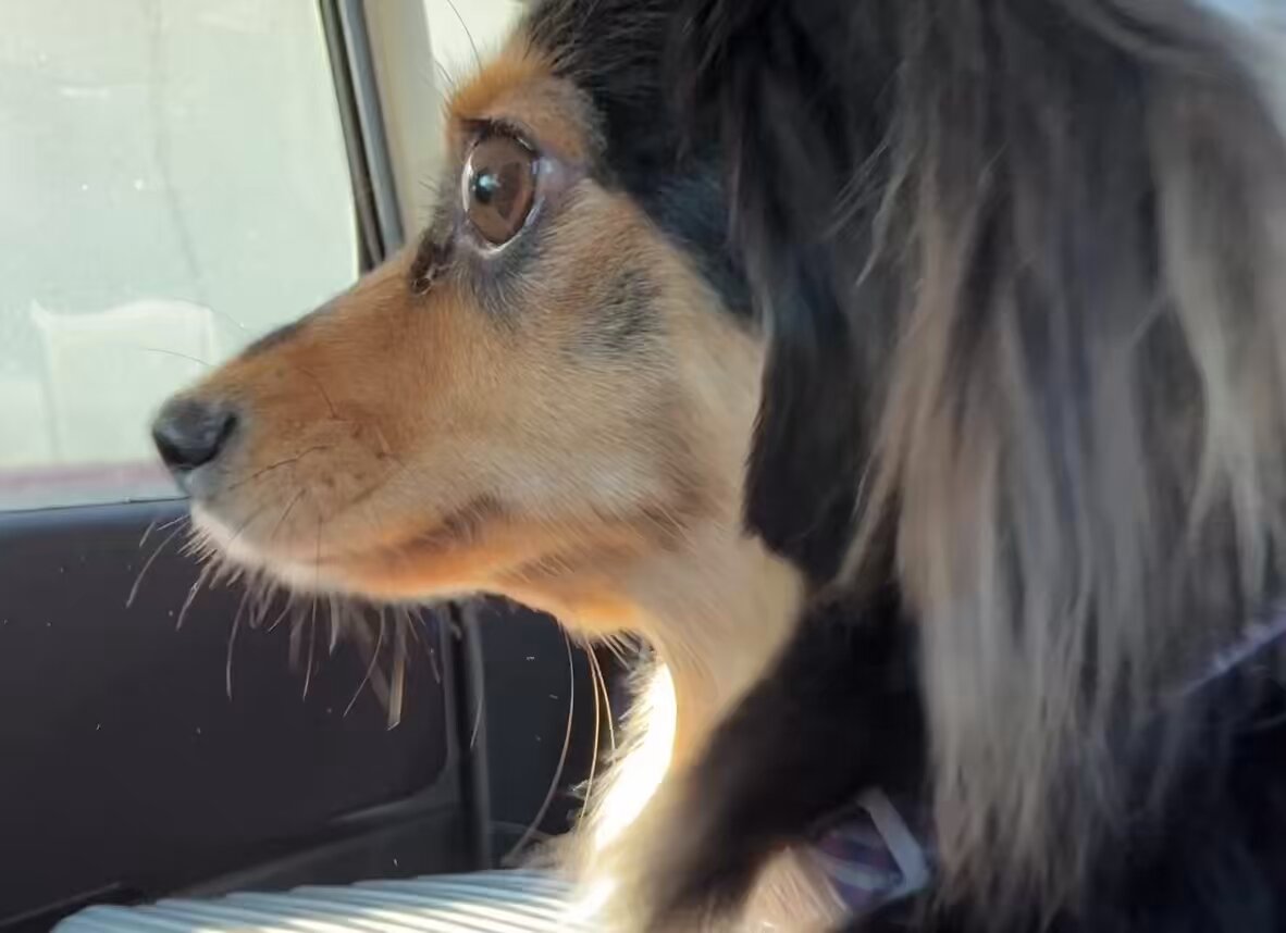 別れ際の3DMはやっぱり『今回こそ病院ﾀﾞｧ~~~😭😭😭ｵｼﾏｲだｧ