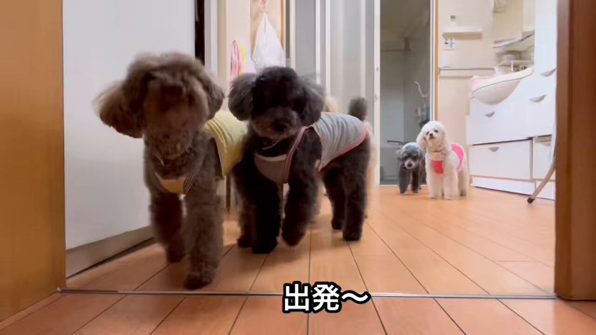 プードル団長 lo.png