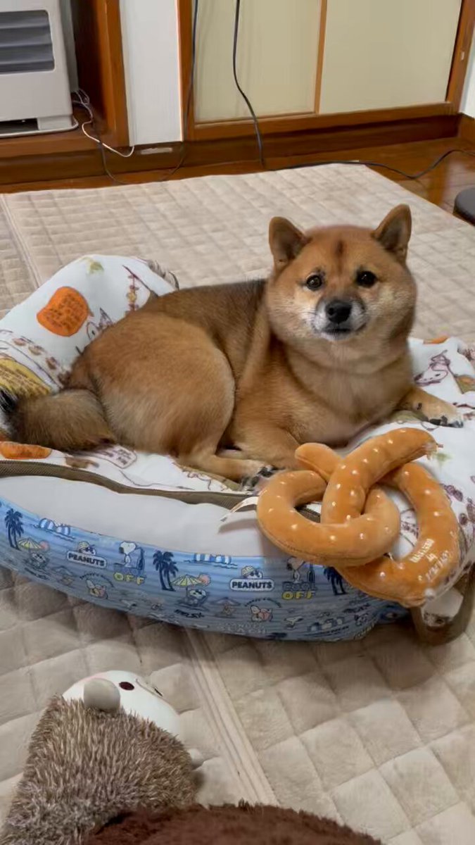 豆柴🎾九十 (@rojiko7) / Posts / X