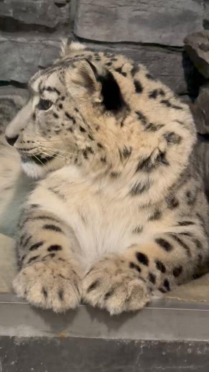 ユキノ (@yukino_lr) / Posts / X