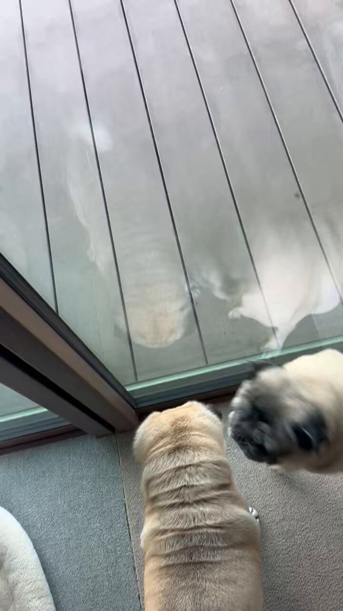 パグ蔵＆パグ助〜paguzou＆pagusuke〜 (@pagu_zousuke) / Posts / X