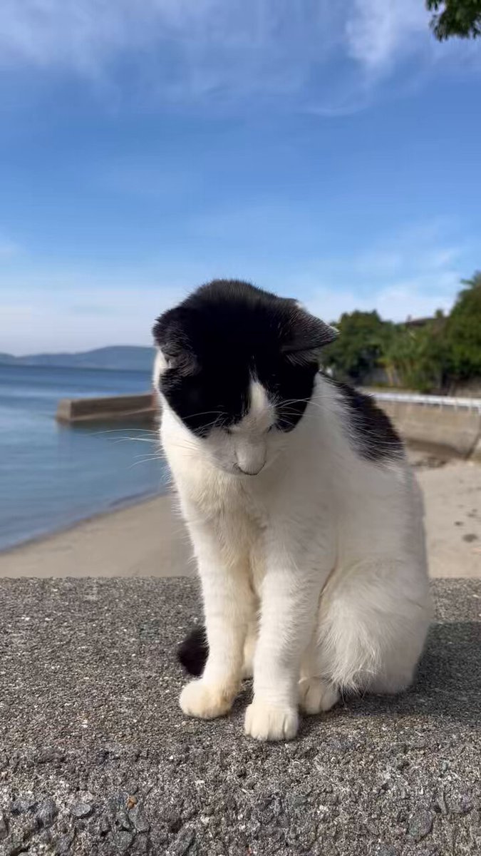 やまにゃん〜ねこ旅〜🐈‍⬛🐾🪴 (@kurochibishima) / Posts / X