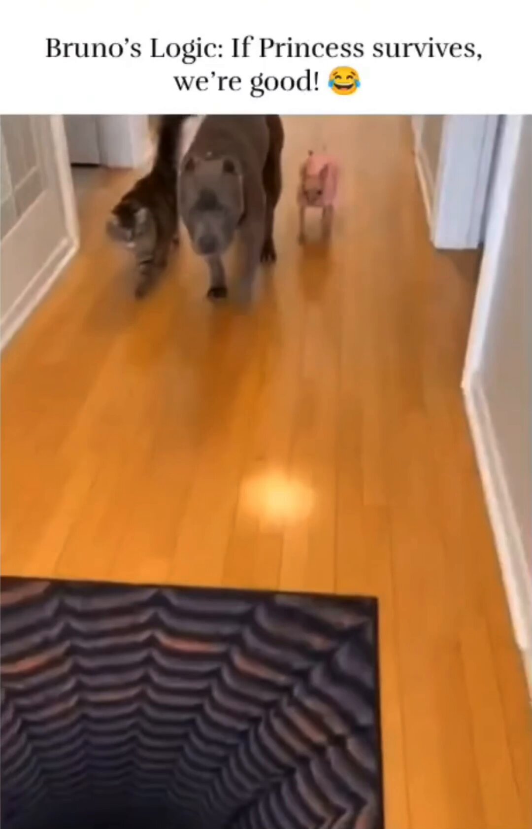 Gain of Fauci (@DschlopesIsBack) on X